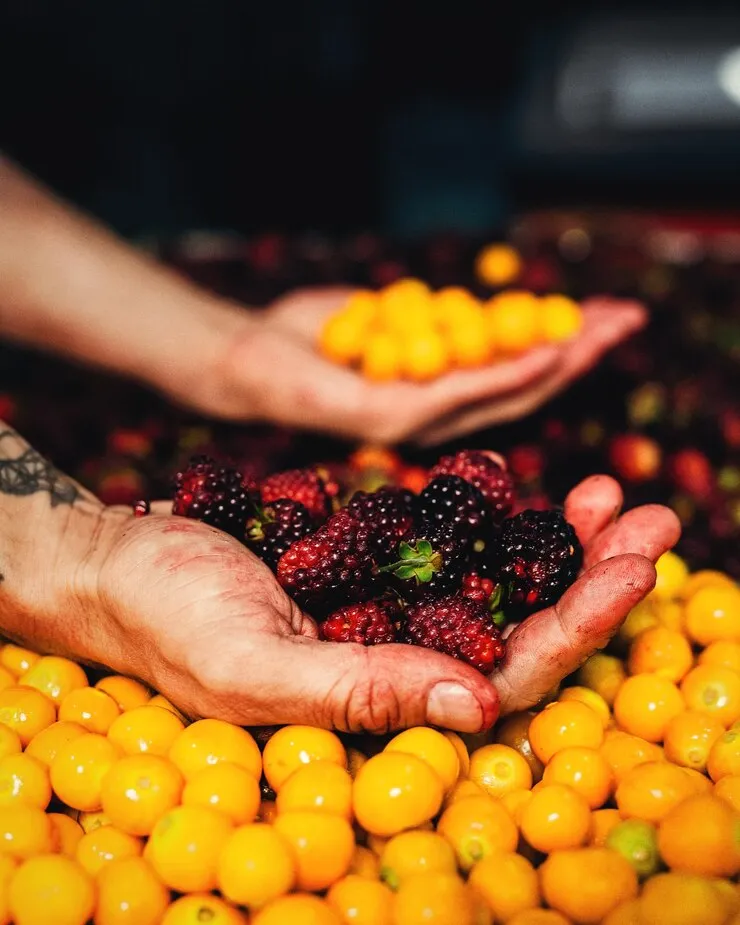 Frutas seleccionadas para venta mayorista
